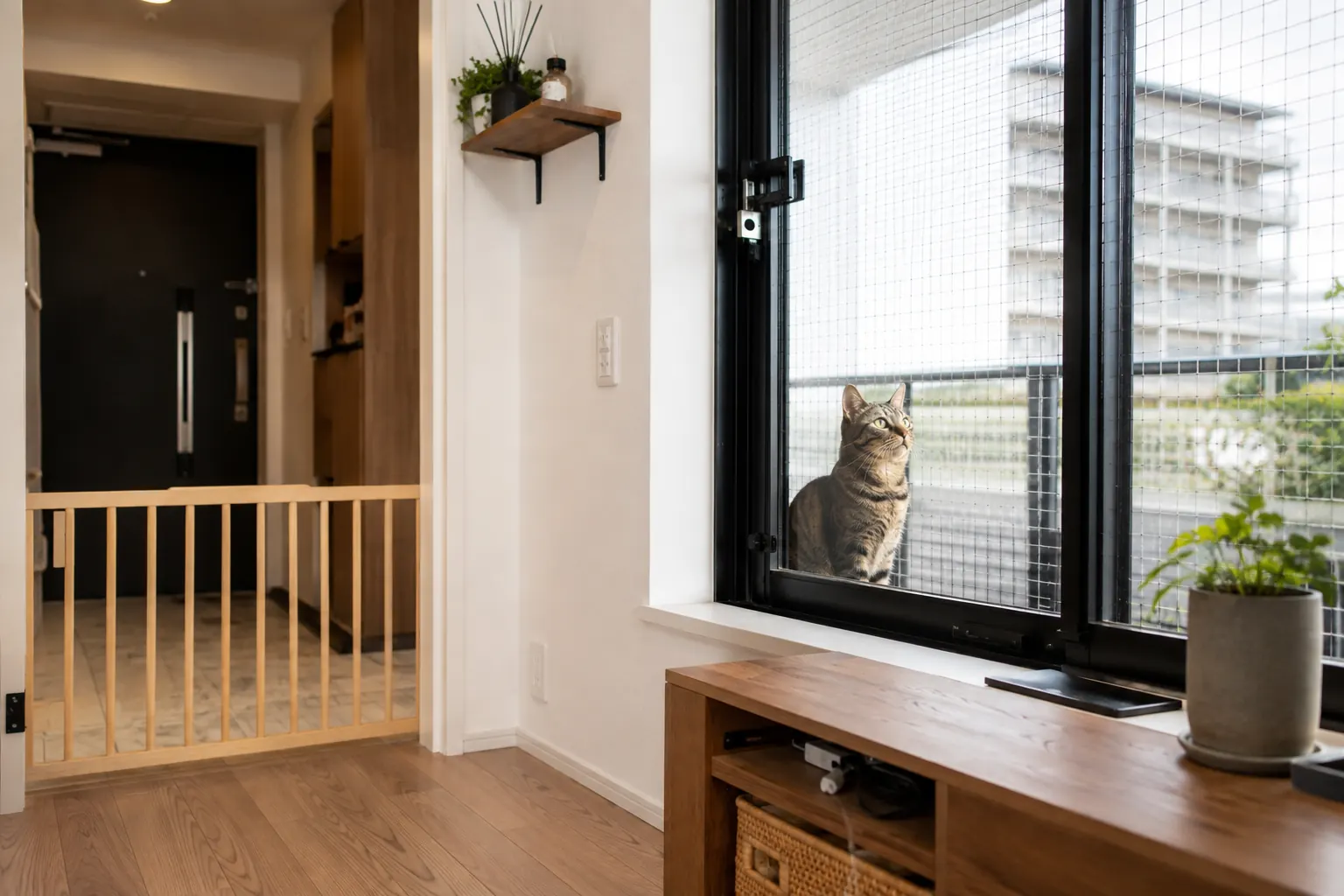 玄関ゲートと窓のロックで脱走対策をした室内の猫